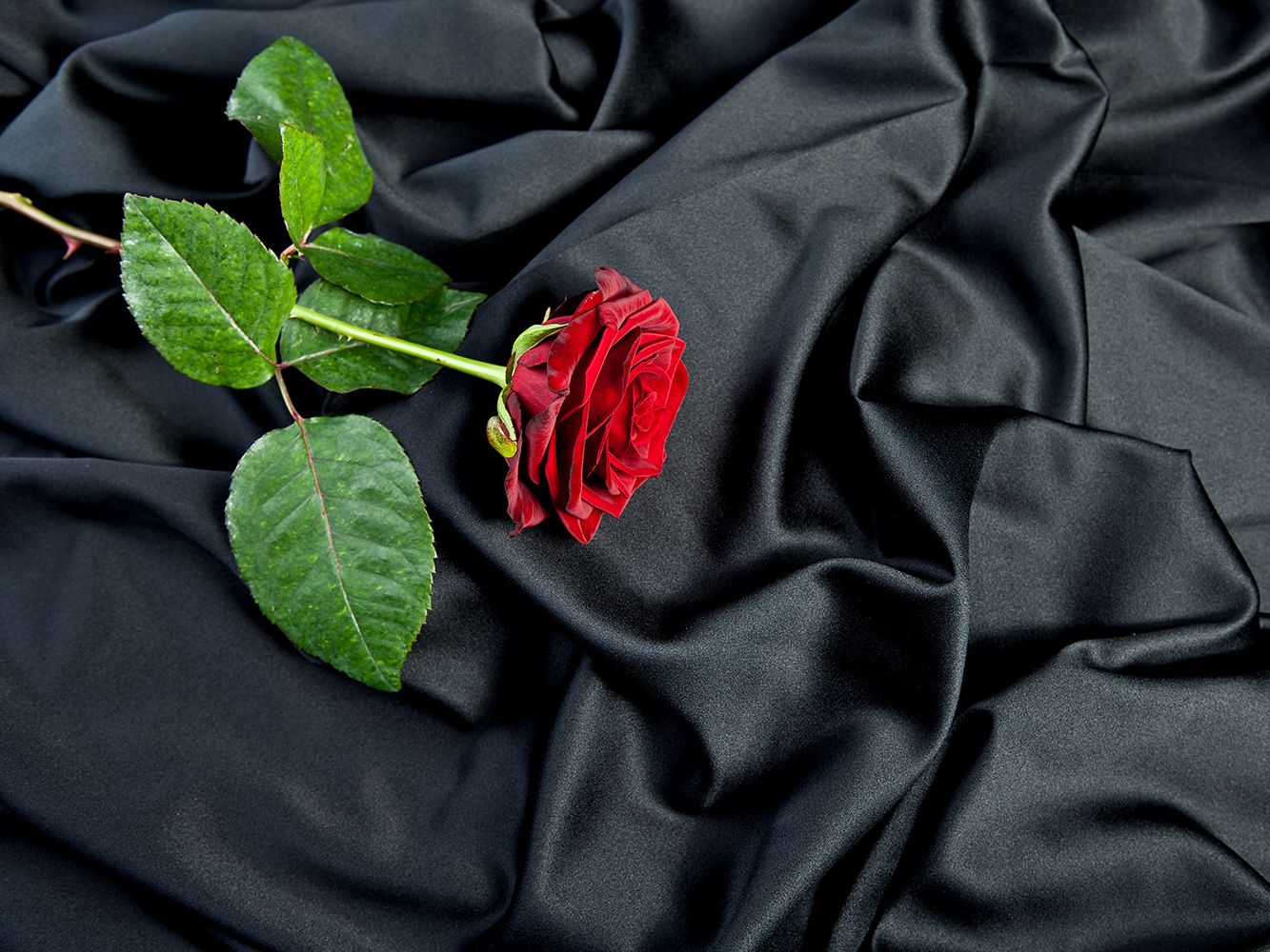 Rose auf schwarzem Seidentuch